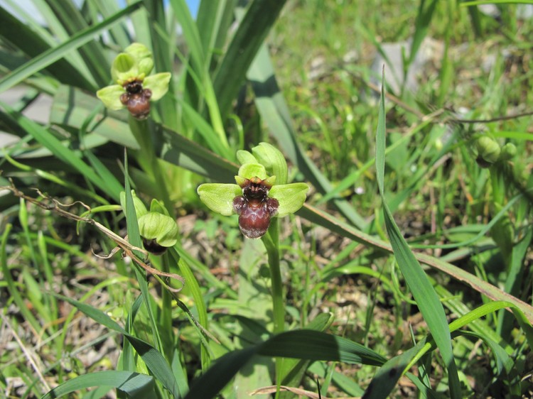 Ophrys bombyliflora